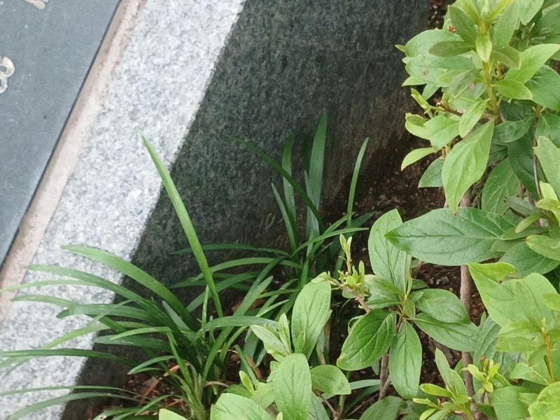 파일:20240704 071440 서울대.jpg