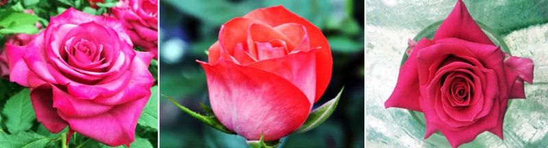 파일:Rose.jpg