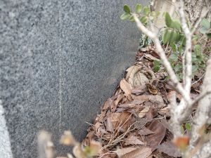 20260313 123232 사한단.jpg