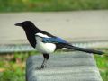 Blue Wings (15792977600).jpg